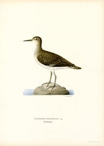 Sandpiper by Magnus Ferdinand and Wilhelm von Wright