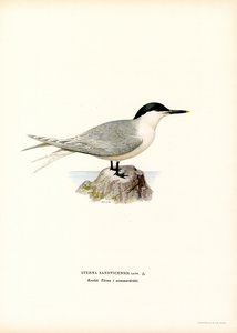 Sandwich Tern by Magnus Ferdinand and Wilhelm von Wright