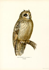 Short-eared Owl by Magnus Ferdinand and Wilhelm von Wright