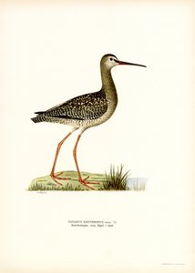 Spotted Redshank by Magnus Ferdinand and Wilhelm von Wright