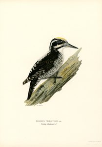 Three-toed Woodpecker