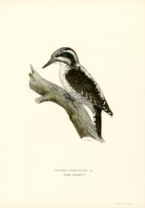 Three-toed Woodpecker