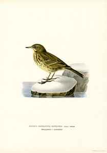 Water Pipit by Magnus Ferdinand and Wilhelm von Wright