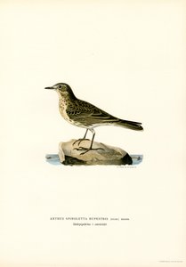 Water Pipit by Magnus Ferdinand and Wilhelm von Wright