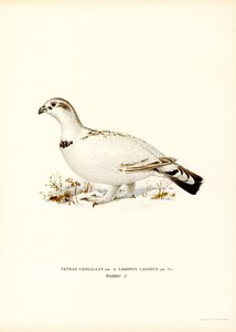 Western Capercaillie x Willow Ptarmigan