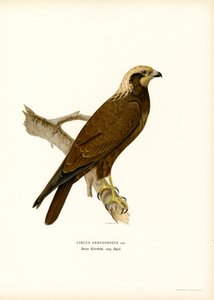 Western Marsh Harrier by Magnus Ferdinand and Wilhelm von Wright