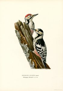 White-backed Woodpecker by Magnus Ferdinand and Wilhelm von Wright