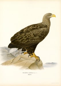 White-tailed Eagle by Magnus Ferdinand and Wilhelm von Wright