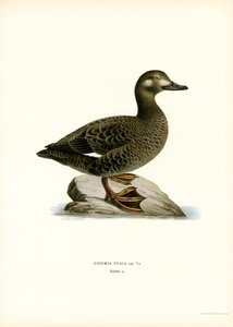 White-winged Scoter by Magnus Ferdinand and Wilhelm von Wright