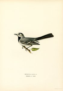 White Wagtail by Magnus Ferdinand and Wilhelm von Wright