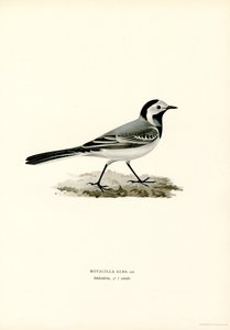 White Wagtail by Magnus Ferdinand and Wilhelm von Wright