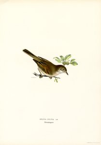 Whitethroat by Magnus Ferdinand and Wilhelm von Wright