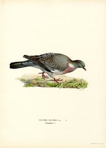 Wood Pigeon by Magnus Ferdinand and Wilhelm von Wright