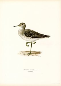 Wood Sandpiper by Magnus Ferdinand and Wilhelm von Wright