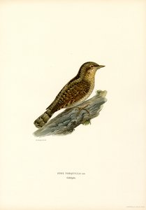 Wryneck by Magnus Ferdinand and Wilhelm von Wright