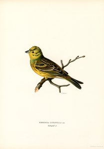 Yellow Bunting by Magnus Ferdinand and Wilhelm von Wright