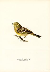 Yellowhammer (Emberiza citrinella) by Magnus Ferdinand and Wilhelm von Wright