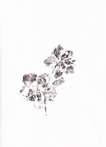 Abstract Floral Imprints