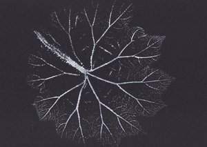 Delicate Leaf Skeleton