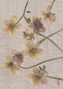 Delicate Pressed Flowers by Maira Ribena