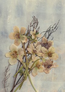 Delicate Pressed Flowers