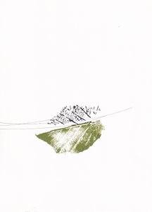 Green Leaf Bare Branches