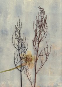 Minimal Dried Botanicals by Maira Ribena