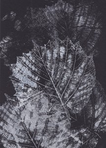 Monochrome Leaf Study