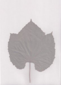 Muted Leaf Study