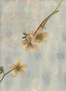 Pale Blue Botanicals by Maira Ribena