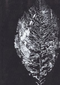White Leaf Impression