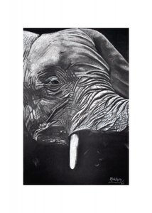 Majestic Elephant Portrait