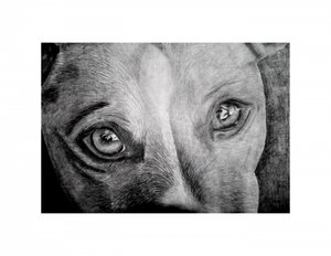 Soulful Dog Eyes