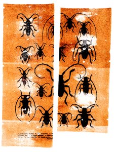 Scarfaces, 2023 by Marco Campedelli