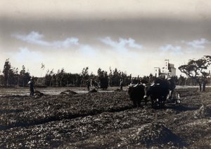 Plowing in Mussolinia, in the Province of Cagliari
