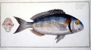 Natural History Plate: The Bream by Marcus Élieser Bloch