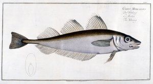 Natural history board: The whiting after Marc Elieser Bloch Ichtyologie Paris - Berlin - London 1787 by Marcus Élieser Bloch