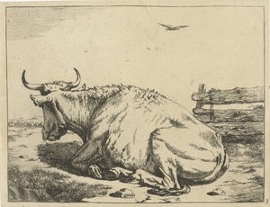 Cow Lying by Fence (Cattle) by Marcus de Bye