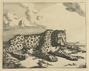 Leopard Lying to the Right, Paws Towards the Viewer by Marcus de Bye
