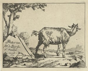 Standing Goat Seen from Behind
