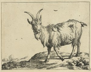Standing Goat from the Front