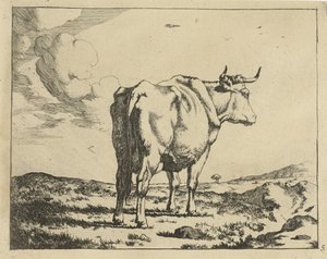 Standing Cow Seen from Behind (Cattle)