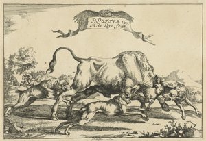 Bull Attacked by Three Hunting Dogs (Hunting Dogs)