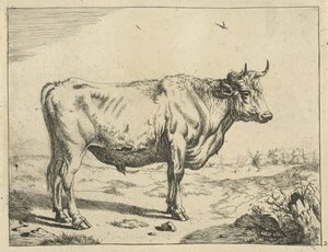 Bull Standing to the Right with Birds