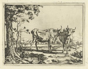 Two Cows Licking Each Other (Cattle and Pigs)