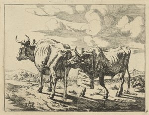 Two standing cows. Cows and sheep (series title) by Marcus de Bye