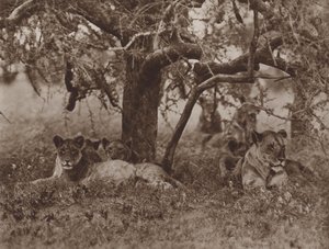At Close Quarters, Shade and Contemplation