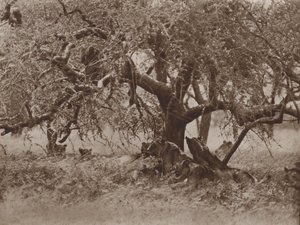 At Rest on a Bough