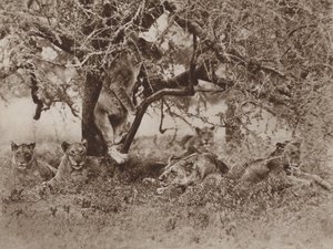 Do Lions Climb Trees? The Cameras Answer