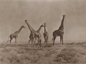On the Plains of Kenya